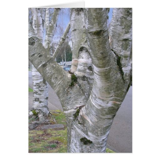 Birch Greeting Cards