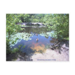 Birch Grove Park - Take a Gander at These Geese ! Post Card