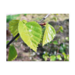 Birch Leaves Green Leaves Postcards
