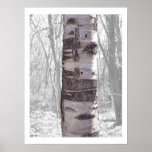 Birch Tree Print
