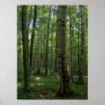 Birch Tree Poster posters
