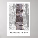 Birch Tree Print