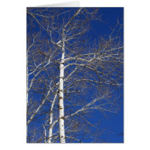 Birch Trees In Blue Cards