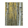 birch trees