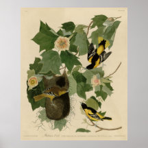 Bird, America, Baltimore Oriole, Audubon, Vintage Impressão