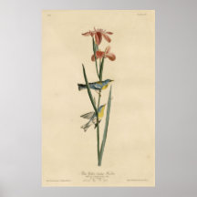 Bird, America, Blue Yellow Backed Warbler, Audubon Poster