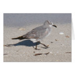 bird at ocean card