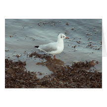 Bird at Water Edge. Black Headed Gull. Cards