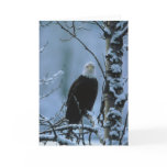 Bird / Bald Eagle in winter snow Greeting Cards