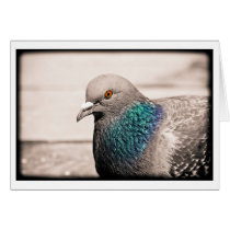 bird by water cards