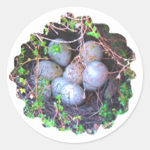 Bird eggs in Nest digital nature photo Stickers
