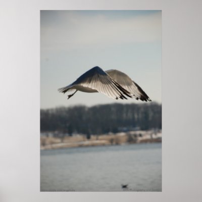 Bird Flying Into the Wind Print by Naturescapes