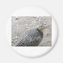 bird fridge magnets