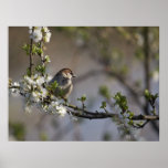 Bird in Blossom Poster