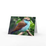 Bird In Blue cards
