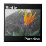 Bird in Paradise tile