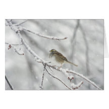 Bird in Storm (Note Cards)