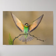 Bird Landing Print