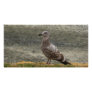 Bird Layers Photo Card