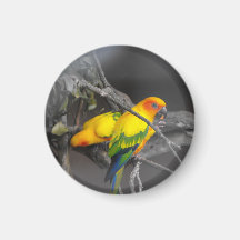 Bird magnet