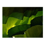 Bird nest, ferns post card