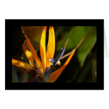 Bird-of-paradise 2 Card