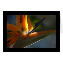 Bird-of-Paradise 3 Card