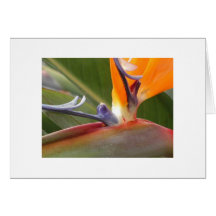 "Bird of Paradise Blossom" Greeting Card