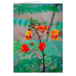 Bird of Paradise Bush Card