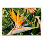 Bird of Paradise Card