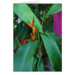 Bird of Paradise Greeting Card