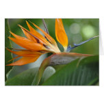 Bird of Paradise Card