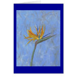 Bird of Paradise Cards