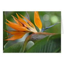 Bird of Paradise Card
