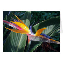 Bird of Paradise Card