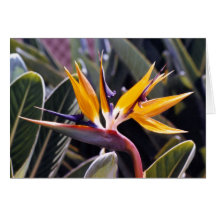 Bird of Paradise Card