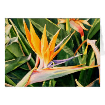 Bird of Paradise Card