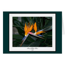 Bird of Paradise Card