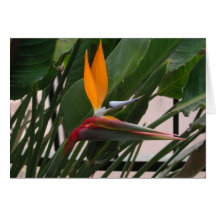 Bird of Paradise Card