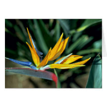Bird of paradise card