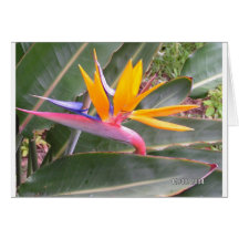 Bird of Paradise Cards