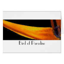 Bird of Paradise Cards
