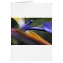 Bird of Paradise Flower 1 Greeting Card