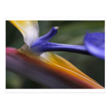 Bird of Paradise Flower 1 Post Cards