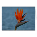 bird of paradise flower cards