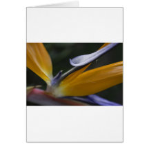 Bird of Paradise Flower Card