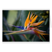 Bird of Paradise flower Greeting Card