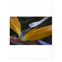 Bird of Paradise Flower Post Card