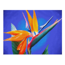 Bird of Paradise Flower Post Cards