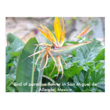 Bird of Paradise Flower Postcard